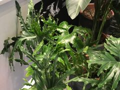 -茶理宜世(花城汇中区店)