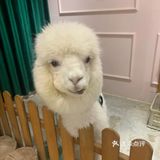 快来和小宠物互动吧[加油]