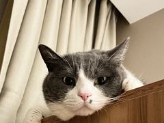 -艾贝尔宠物医院·24H转诊中心·肿瘤猫专科(江宁双龙店)