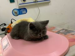 -创凡宠物医院·骨专科  猫科中心(西乡分院)