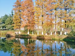 -金银湖国家城市湿地公园