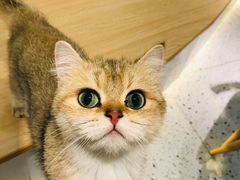 -猫域·湾主题猫咖·宠物吧(南坪城市广场店)