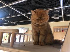-猫和宫(六道口店)