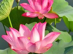 -莲花池公园