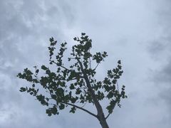 -霍尔果斯国门景区