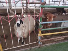 -南宫五洲植物乐园