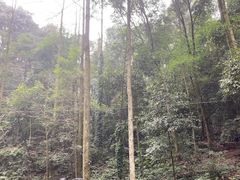 -凤栖山