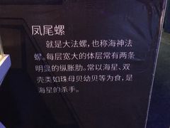 -贝壳梦幻世界