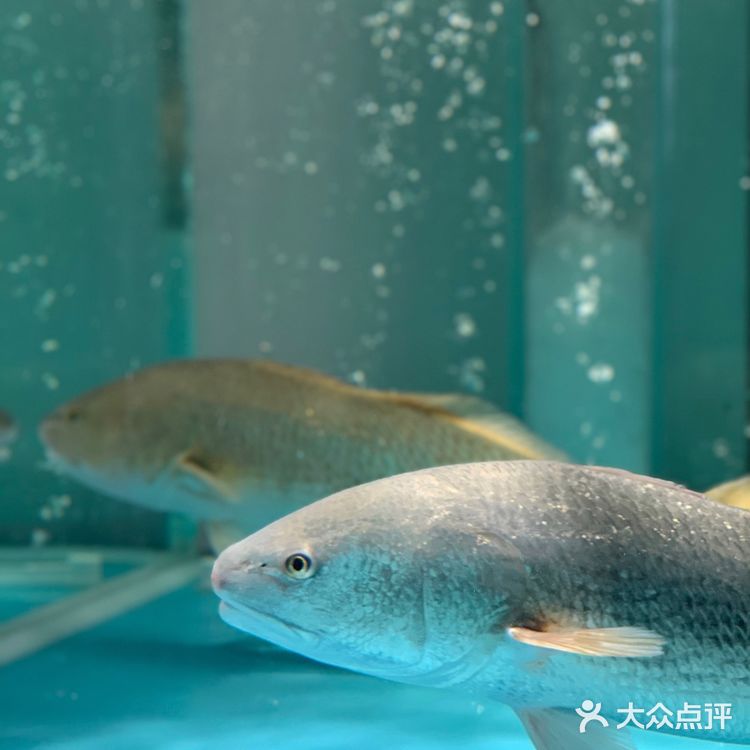 寻味顺德|六粤源味|🆘老板也太会做私房菜了吧!