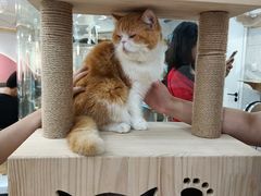 -喵园·猫主题咖啡厅·撸猫·猫咖(国贸店)
