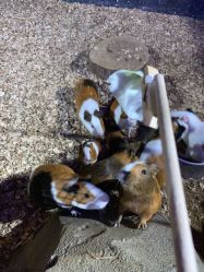 -酷嗒动物文化乐园(cutezoo西溪乐天城店)