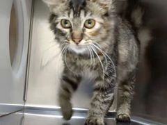 -艾贝尔宠物诊疗