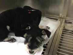 -荣耀金沙动物医院(清江西路店)