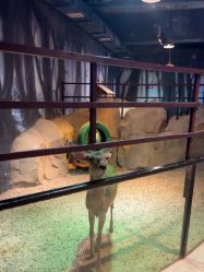 -酷嗒动物文化乐园(cutezoo西溪乐天城店)