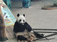 -沈阳森林动物园