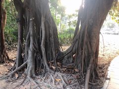 -深圳湾公园(南山区)