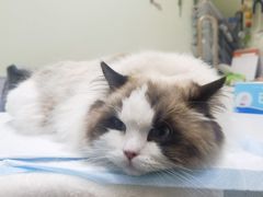 -艾吉宠物医院·疑难杂症转诊中心·猫友好(碧江路院)