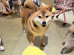 -逗柴咖啡屋·狗咖猫咖宠物桌游