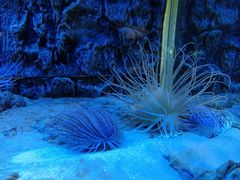 -北戴河圣蓝海洋公园