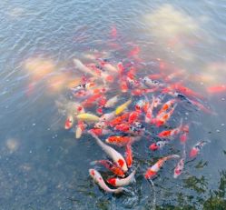 -汉石桥湿地童趣乐园