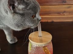 -蓝鲸·缅因猫舍