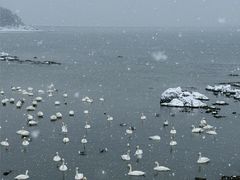 -烟墩角天鹅湖