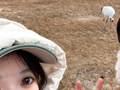 -盐城丹顶鹤湿地生态旅游区