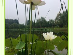 -东郊湿地公园