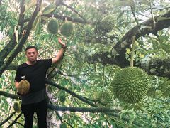 -都念榴莲·城市榴莲