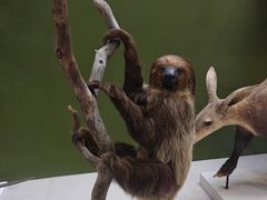 -国家自然博物馆