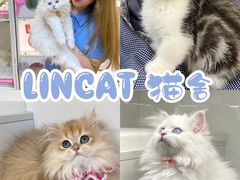 -lincat·猫舍(广州店)