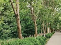 -日照海滨国家森林公园