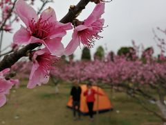 -秀丽东方