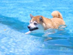 -汪说喵讲宠物乐园宠物酒店(红星美凯龙店)