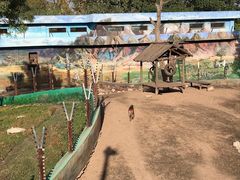 猴-西安秦岭野生动物园