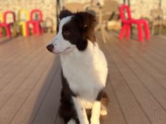 -爪吧宠物乐园 (温榆河示范区店)