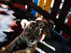 -北京野生动物园