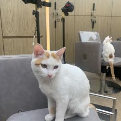 -P.STYLE 派斯造型