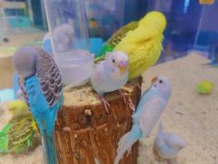 -怪兽屋·羊驼·猫咖·狗咖(俊华广场店)