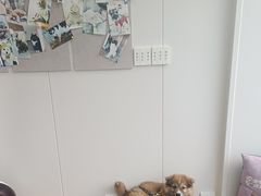 -芭比堂动物医院·CT·微创中心(新顺分院)