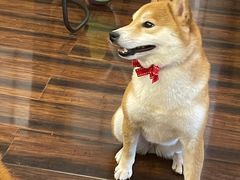 -豆柴町-柴犬主题狗咖(红鼎国际C座店)