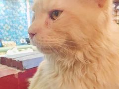 -猫小院猫主题咖啡厅(北锣店)