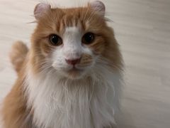 -豆逗聊愈猫阁Easy Life