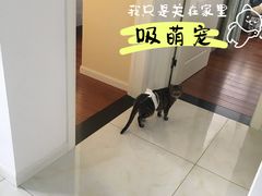 -灵美宠物诊所