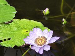 -国家植物园南园