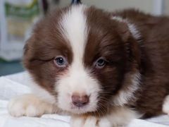 -翊宠yipet猫狗购宠庄园犬舍•猫舍