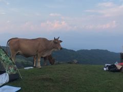 -大姆山草场