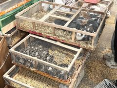 -中环花鸟鱼虫市场