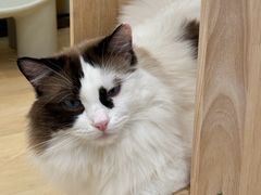 -有喵·猫咖·狗咖·30几只猫10只小狗(岗厦店)