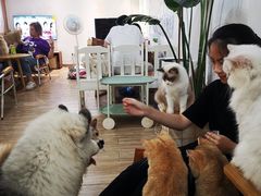 -李小姐の猫咖啡馆(五角场店)